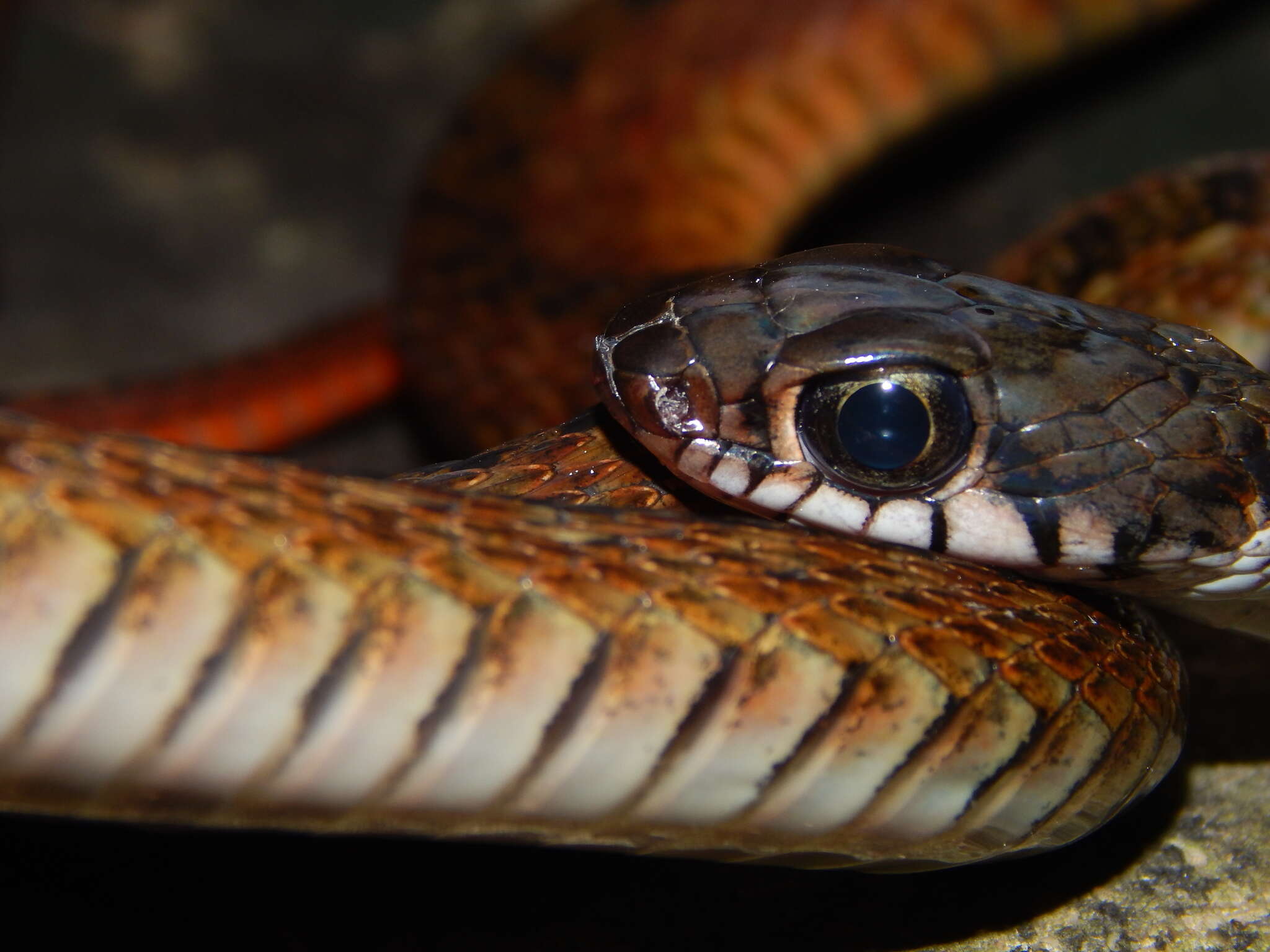 Imagem de Xenochrophis maculatus (Edeling 1864)