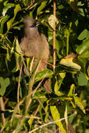 Colius striatus rhodesiae Grant, Chb & Mackworth-Praed 1938 resmi