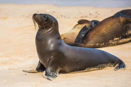 Image of Galapagos Sea Lion