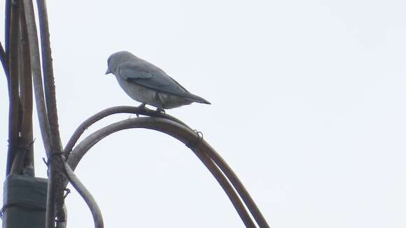 Image of Ashy Wood Swallow