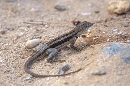 Image of Galapagos Lava Lizard