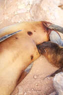 Image of Galapagos Sea Lion