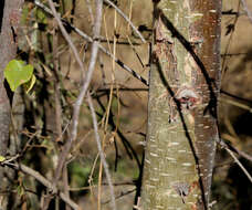 Image of Small-leaved star-chestnut