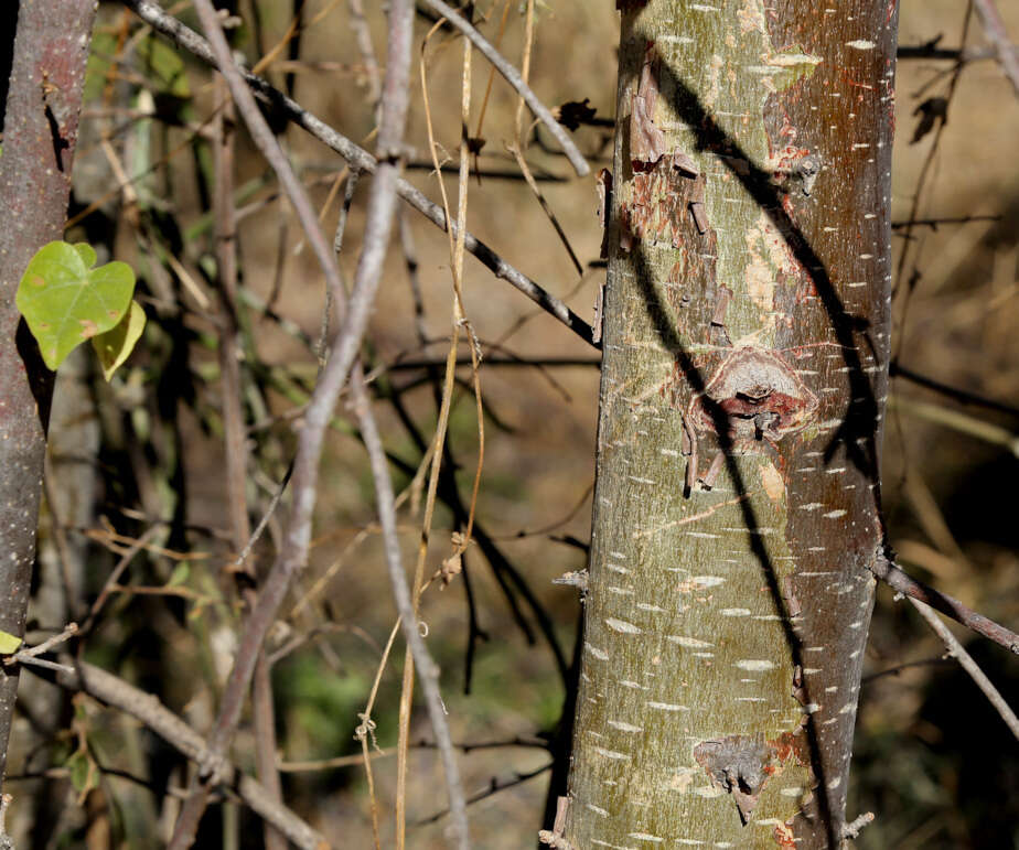 Image of Small-leaved star-chestnut