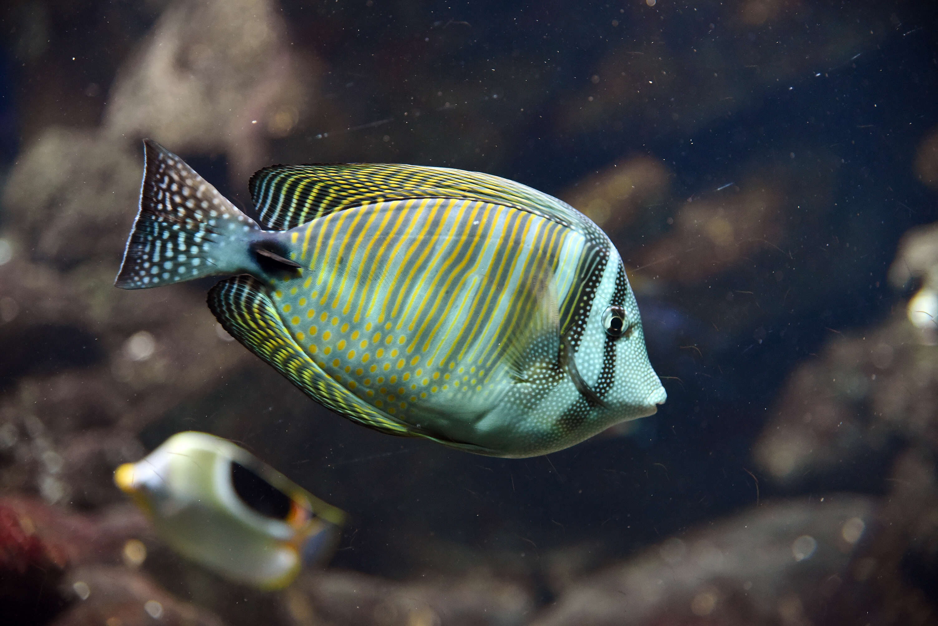 Image of Desjardin's Sailfin Tang