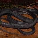 Image of Mocquard's African Ground Snake