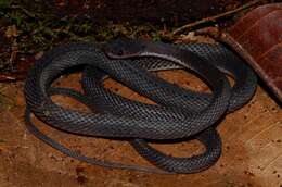 Image of Mocquard's African Ground Snake