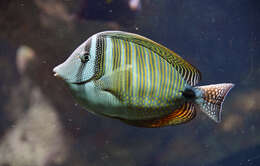 Image of Desjardin's Sailfin Tang