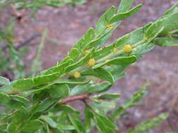 Image of Acacia tristis