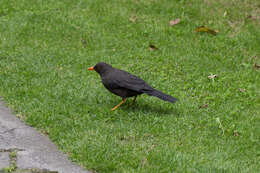 Image of Glossy-black Thrush