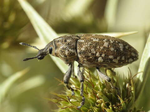 Image of Leucomigus tesselatus