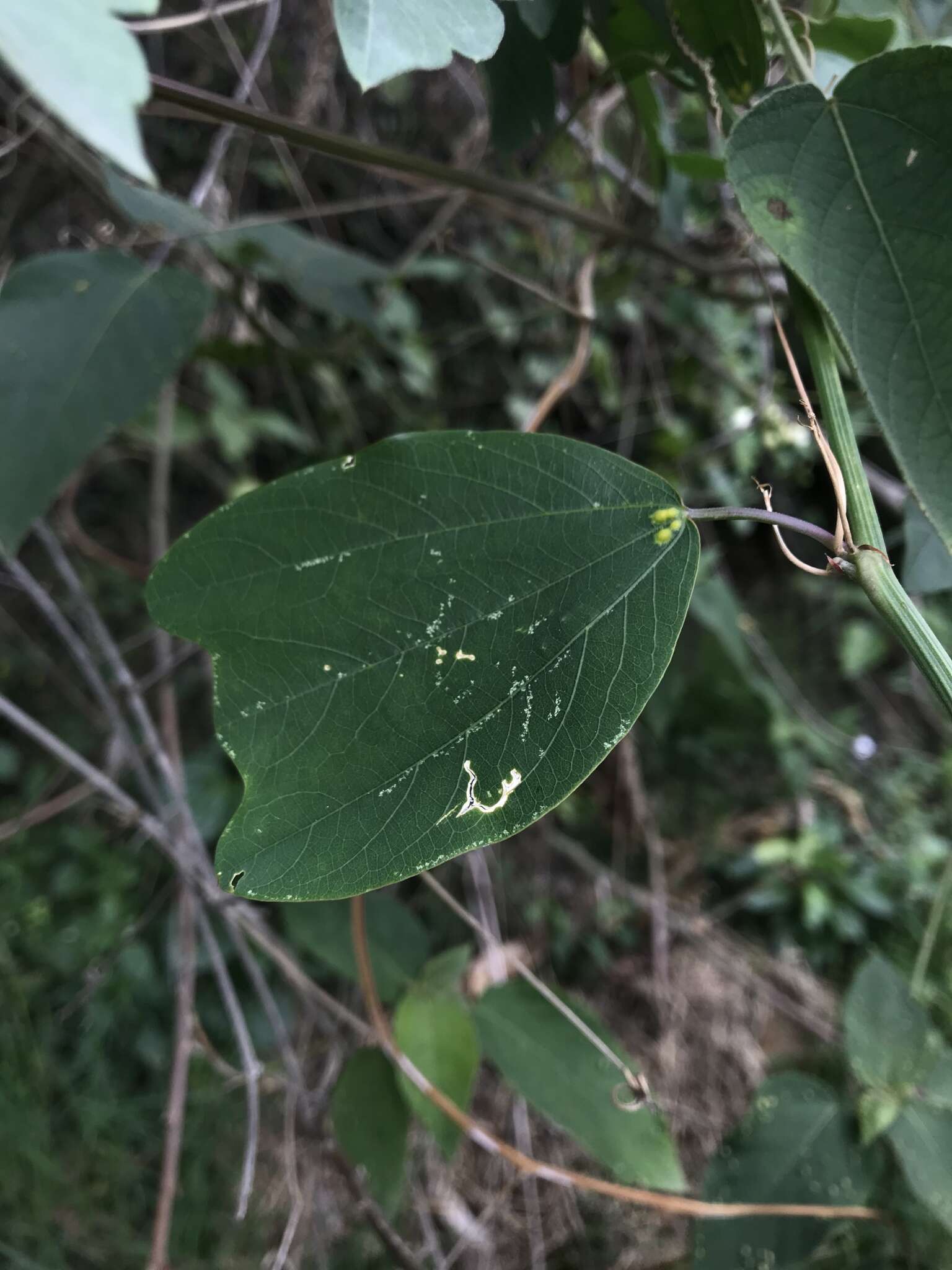 Image of Passiflora cuneata Willd.