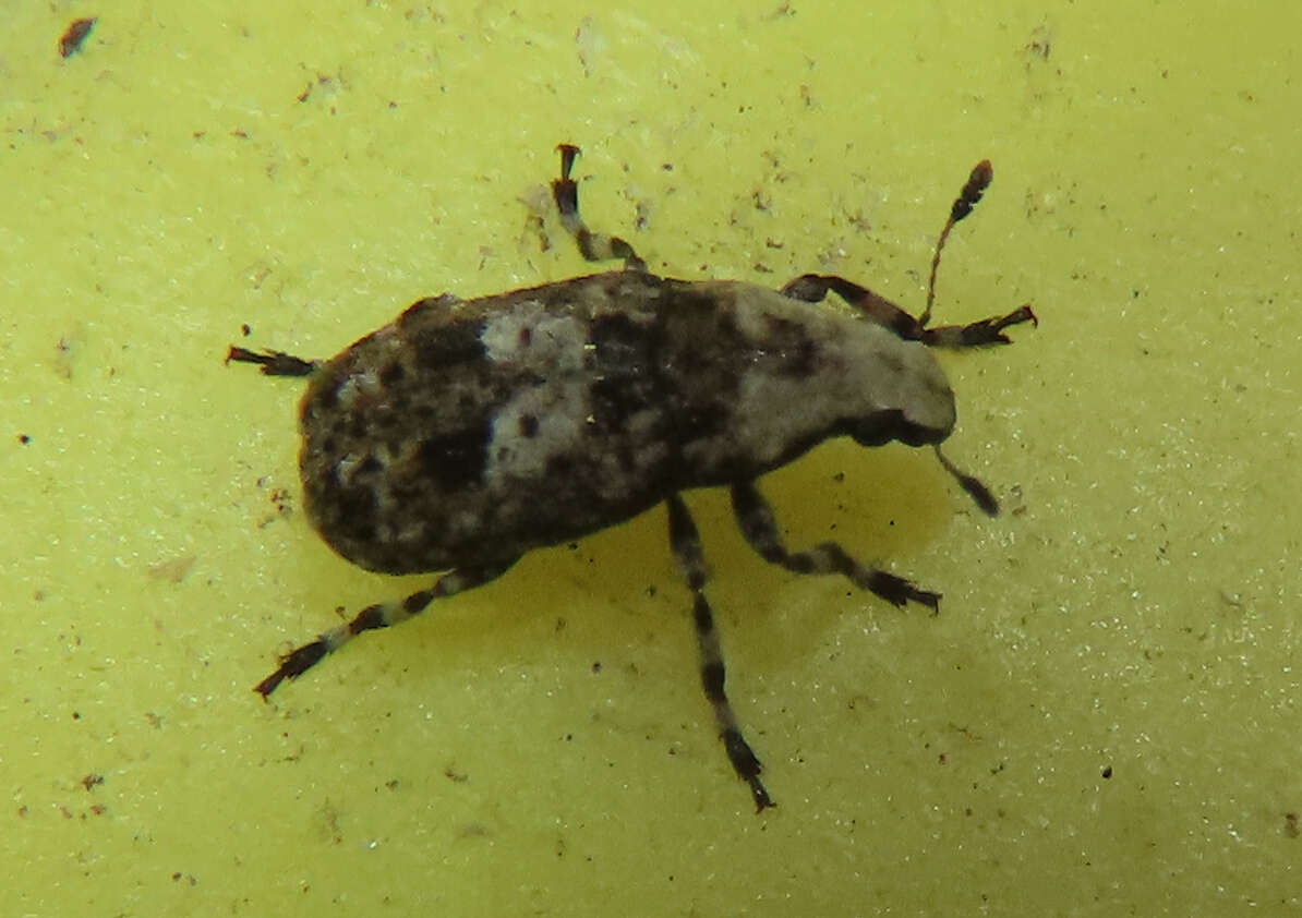 Image of Marbled Fungus Weevil