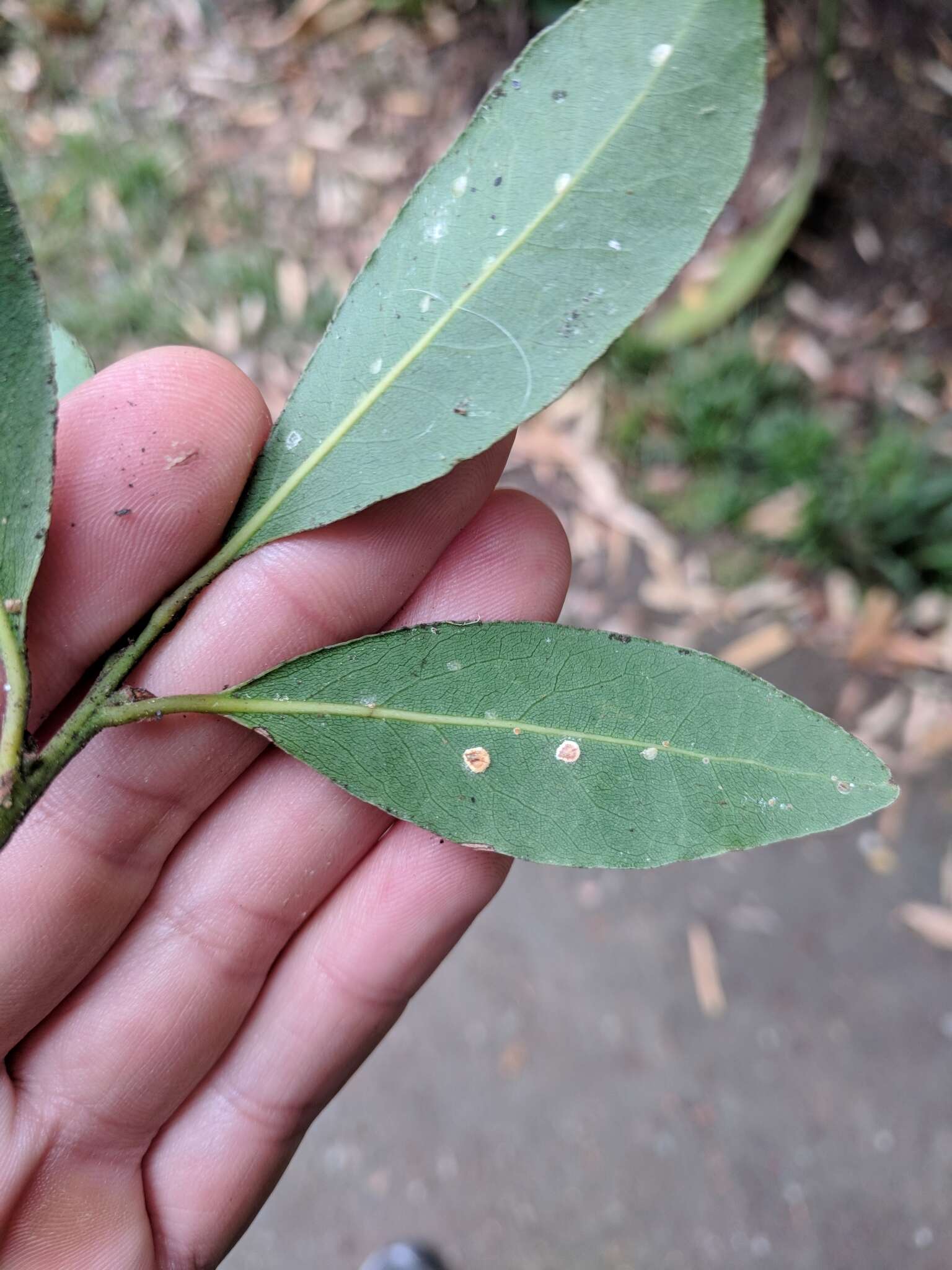 Plancia ëd Protopulvinaria pyriformis (Cockerell 1894)