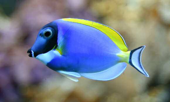 Image of Blue Surgeonfish