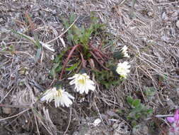 Image of Taraxacum arcticum (Trautv.) Dahlst.