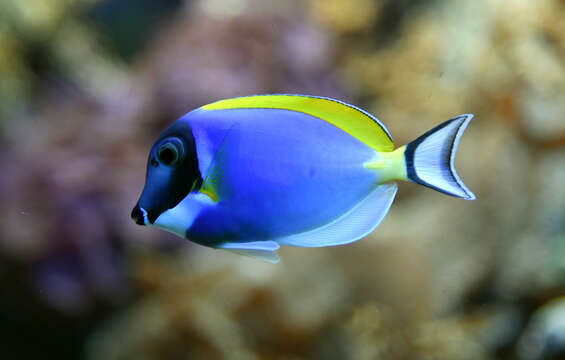 Image of Blue Surgeonfish