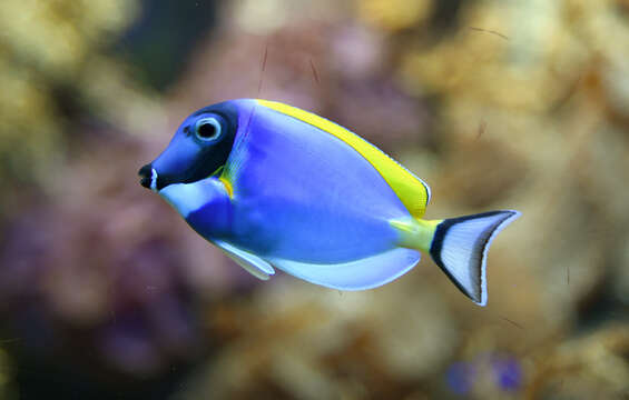 Image of Blue Surgeonfish