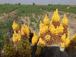 Image of Desert hyacinth