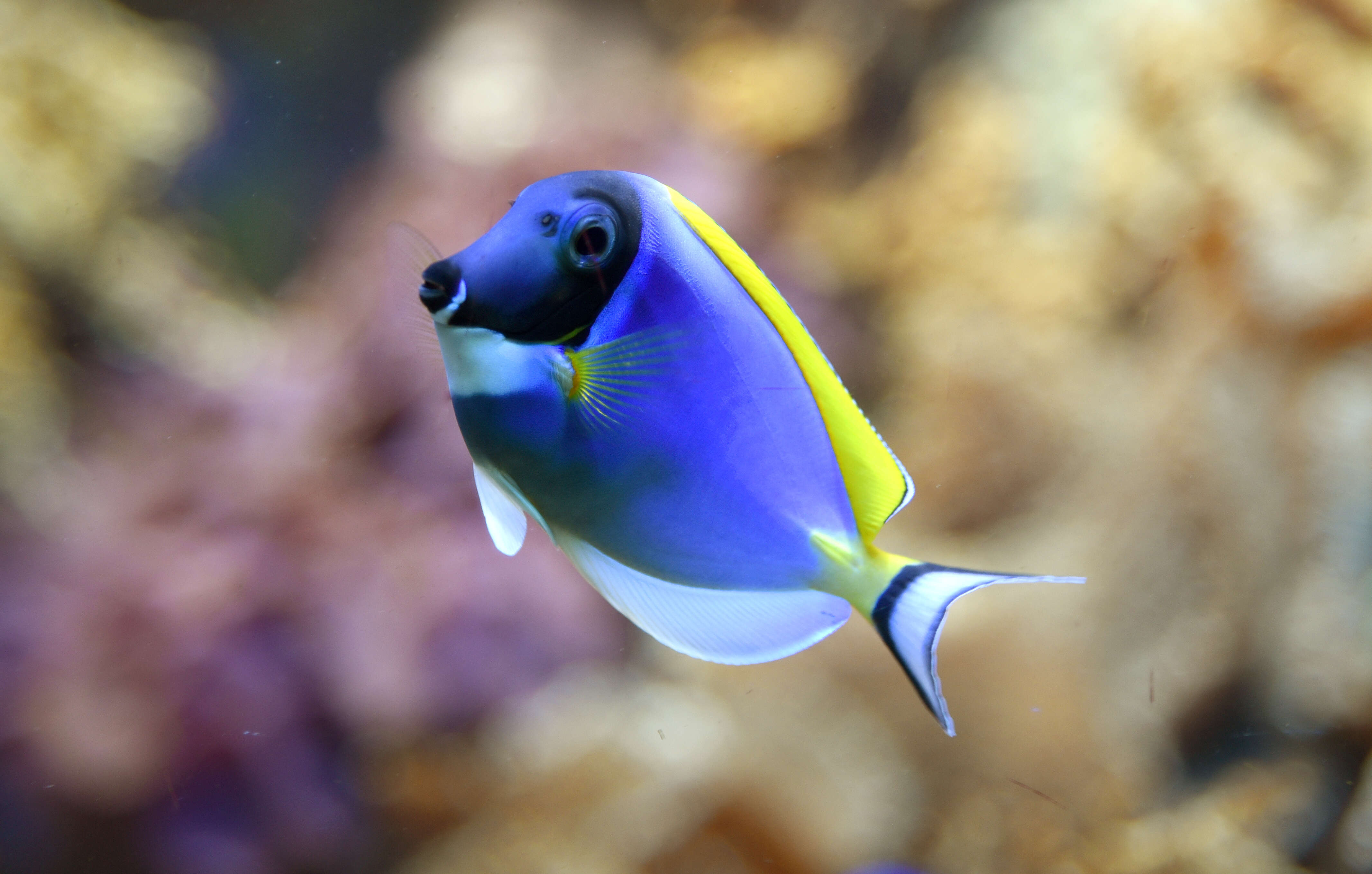 Image of Blue Surgeonfish