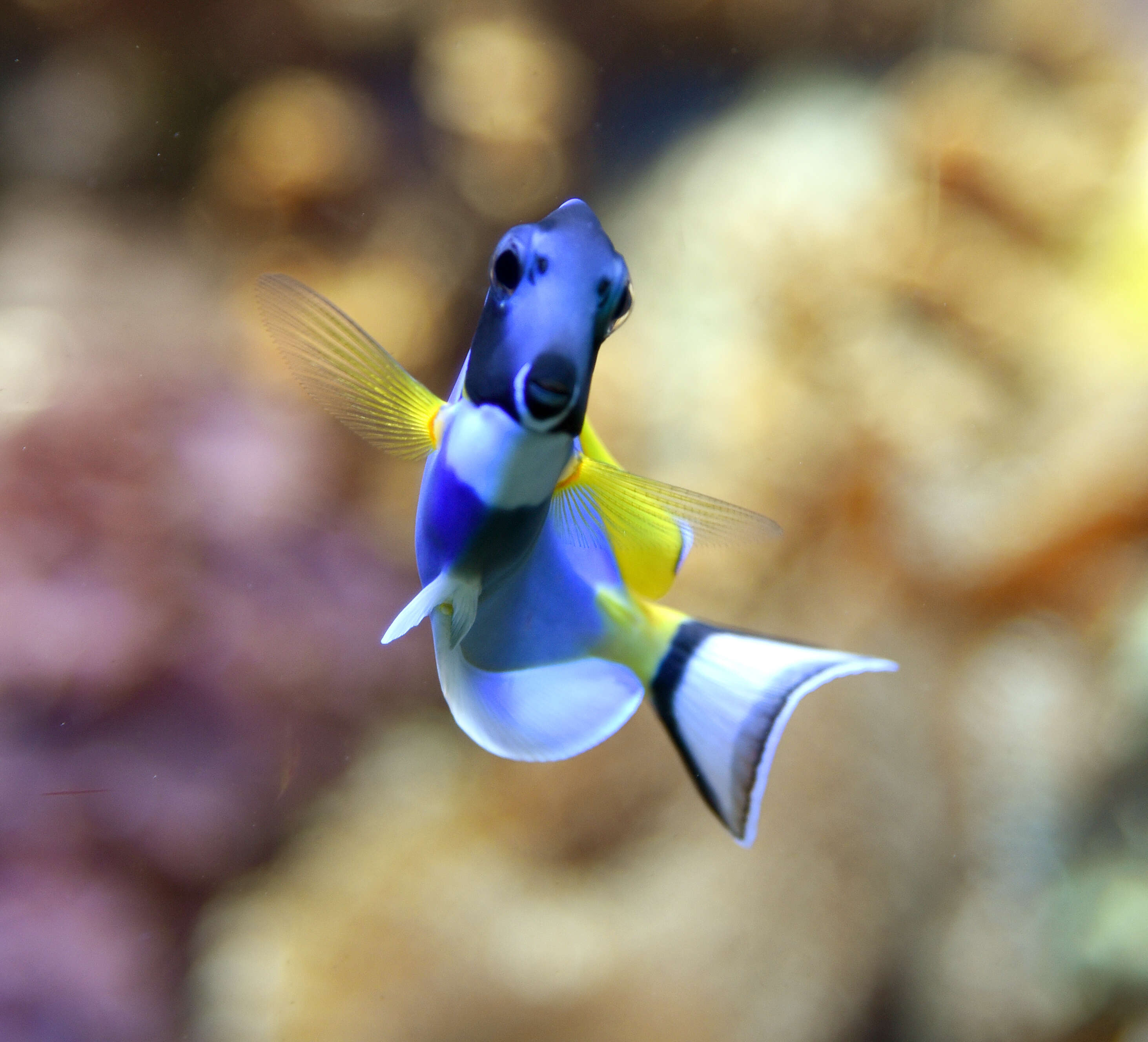 Image of Blue Surgeonfish