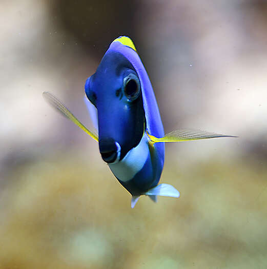 Image of Blue Surgeonfish