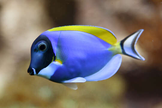 Image of Blue Surgeonfish