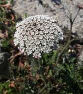 Imagem de Daucus carota subsp. hispanicus (Gouan) Thell.