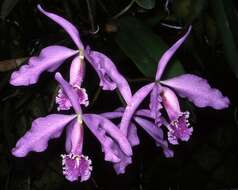 Image of Largest Cattleya