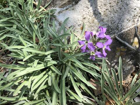 Image de Matthiola fruticulosa subsp. valesiaca (J. Gay ex Gaudin) P. W. Ball