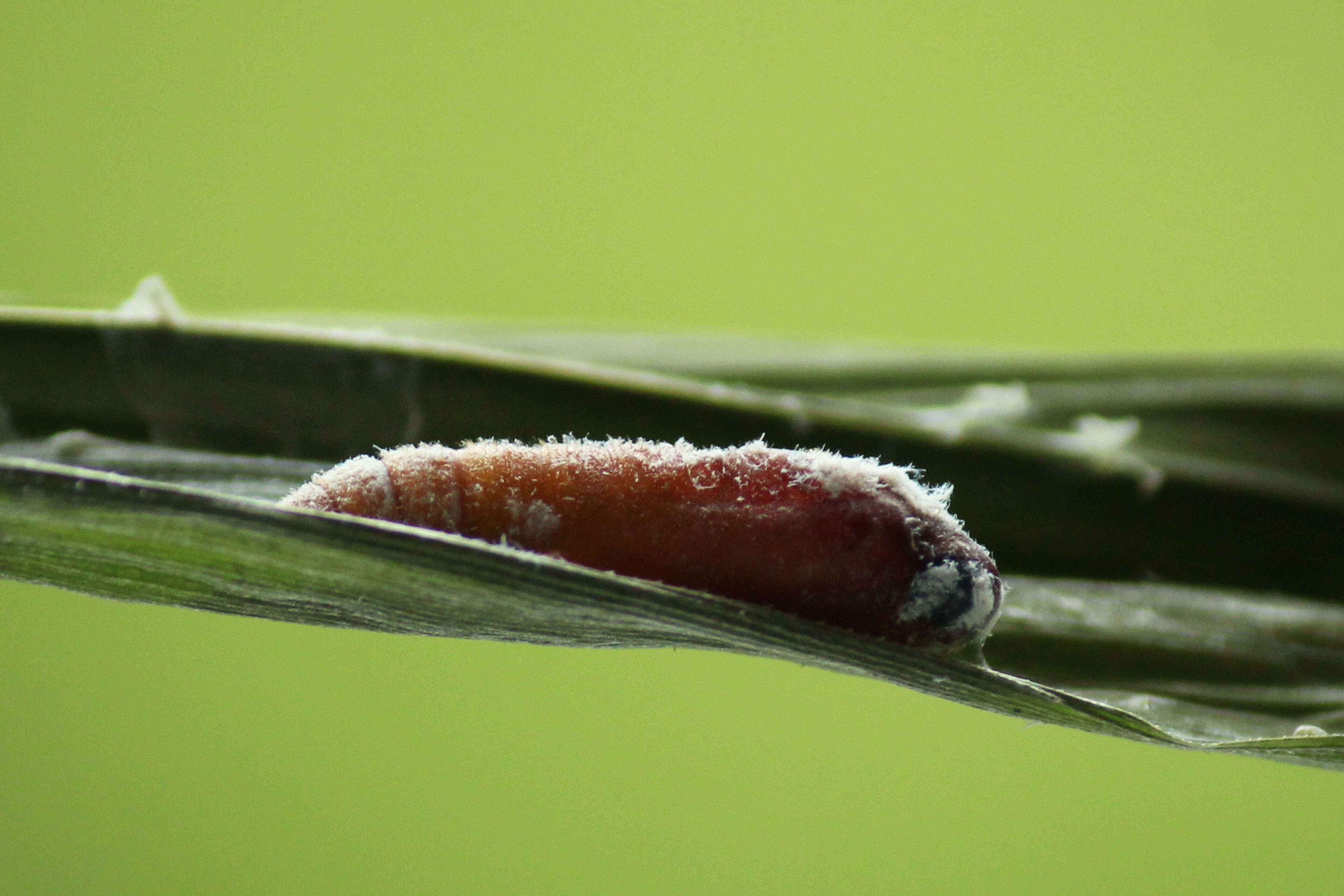 Image of Telicota bambusae