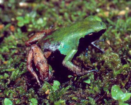 Image of Guibé's Mantella