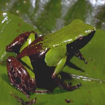 Image of Guibé's Mantella