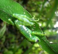 Image de Mantidactylus argenteus Methuen 1920