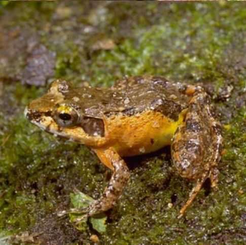 Image of Betsileo Madagascar Frog