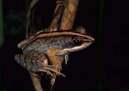 Image of Fort Madagascar Frog