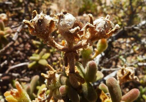 Image of Mesembryanthemum nitidum Haw.