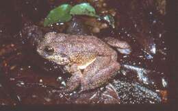 Image of Gray Madagascar Frog