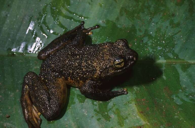 Image of Gray Madagascar Frog