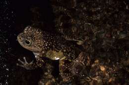 Image of Gray Madagascar Frog