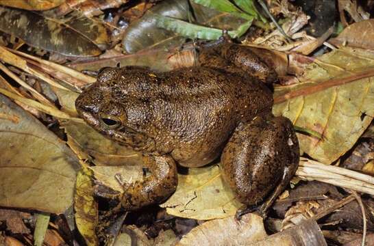 Image de Mantidactylus guttulatus (Boulenger 1881)