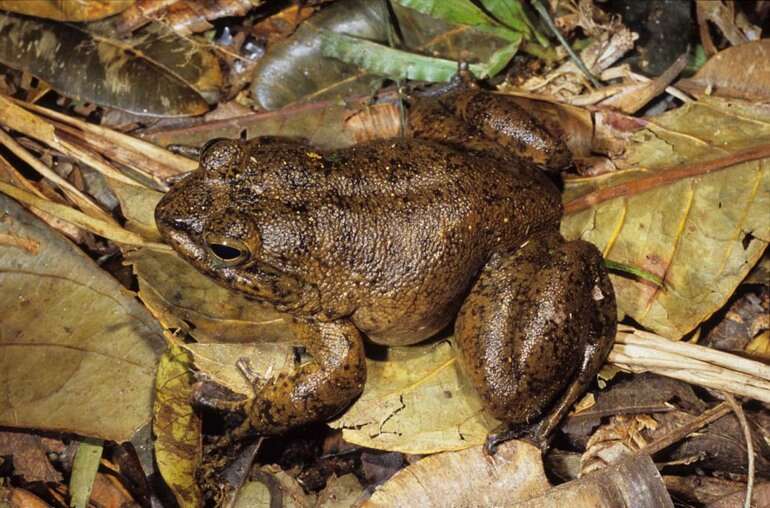 Image of Gray Madagascar Frog