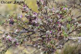 Imagem de Dalea bicolor Willd.