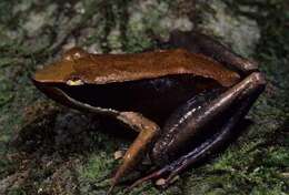 صورة Mantidactylus melanopleura (Mocquard 1901)