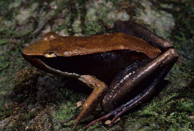 صورة Mantidactylus melanopleura (Mocquard 1901)