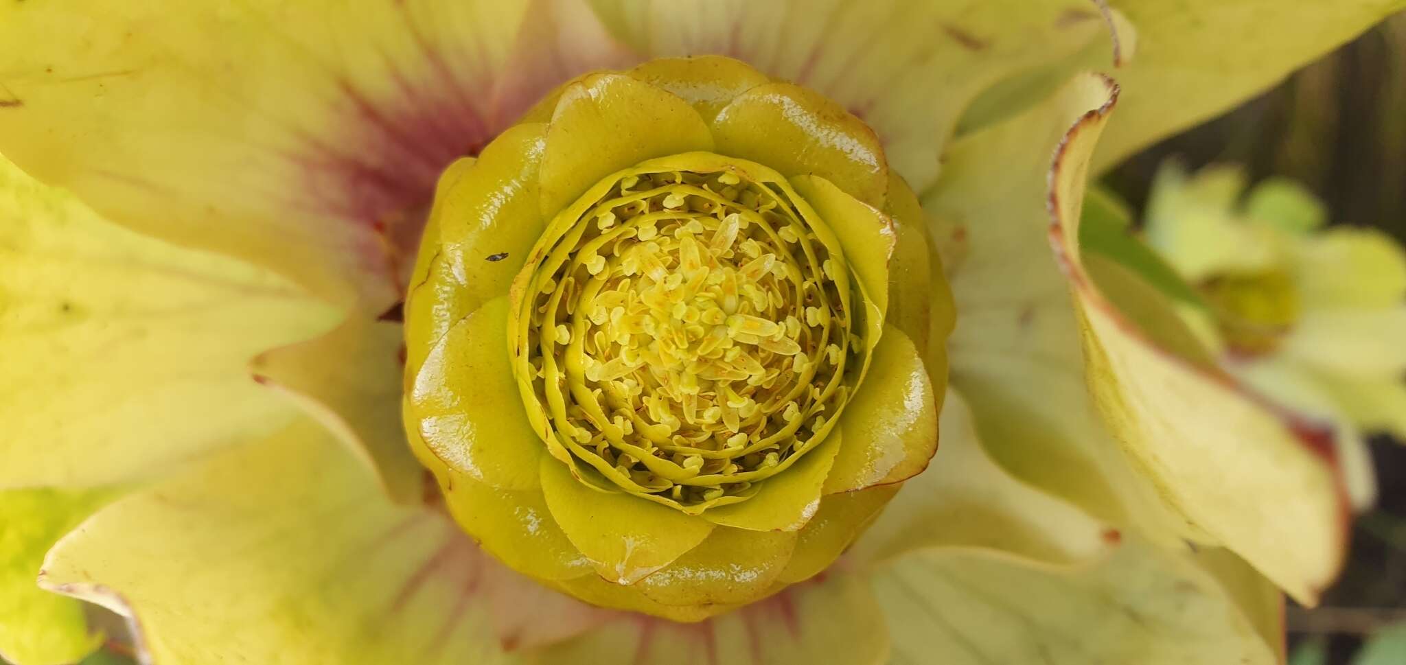 Plancia ëd Leucadendron cordatum E. Phillips