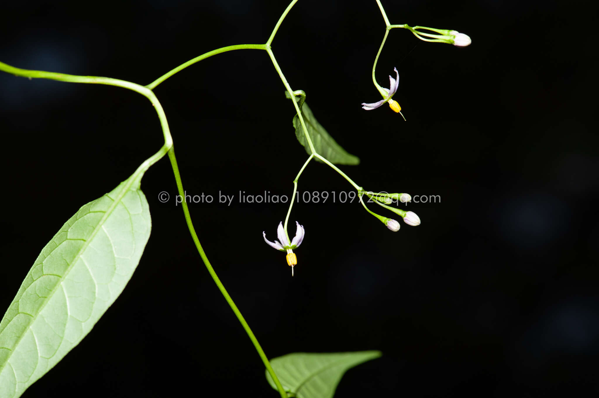 Слика од Solanum pittosporifolium Hemsl.