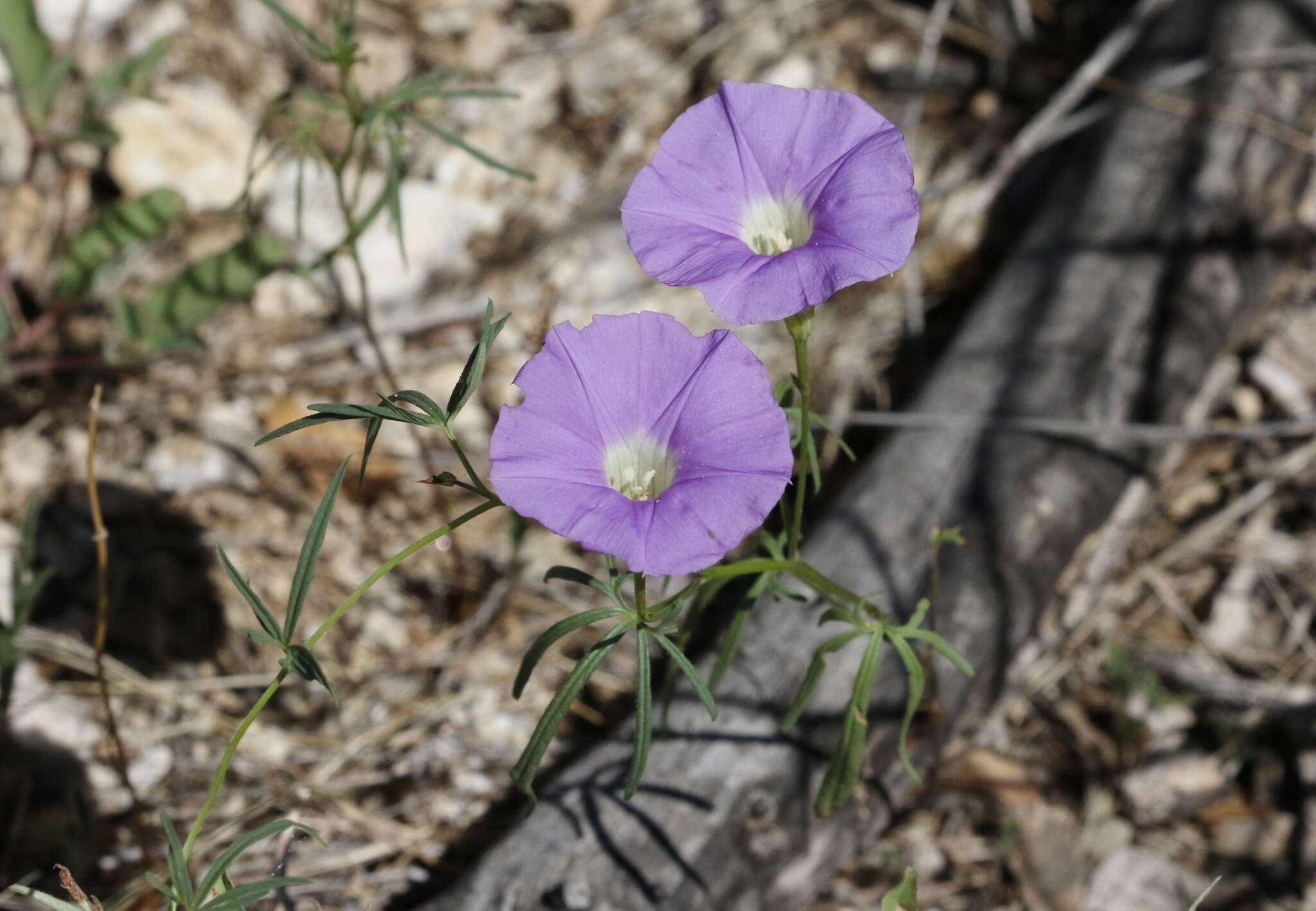 Imagem de Ipomoea ternifolia Cav.