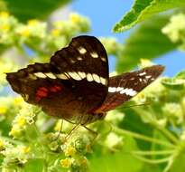 Image of Banded Peacock