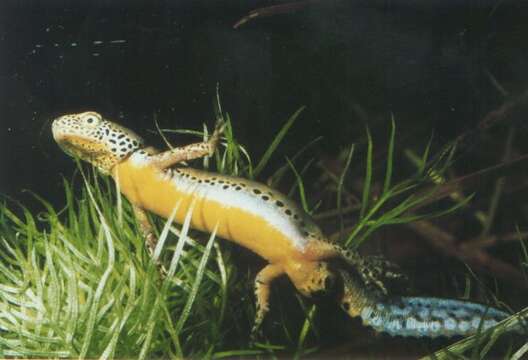 Image of Alpine Newt